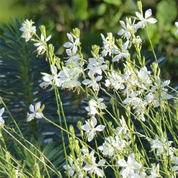 Gaura lindheimeri Snowbird - Prachtkaars