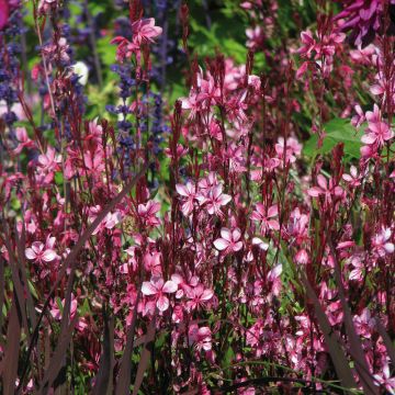 Gaura lindheimeri Lillipop Pink - Prachtkaars