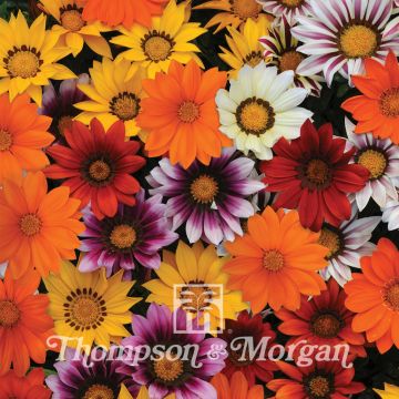 Gazania New Day Mix F1 (zaad) - Middaggoud