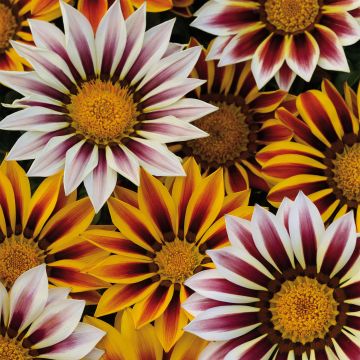 Gazania Big Kiss White Flame - Middaggoud