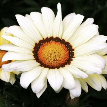 Gazania New Day Wit - Middaggoud