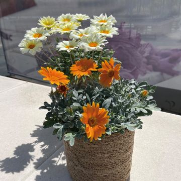 Gazania Sun Stopper Oranje - Middaggoud