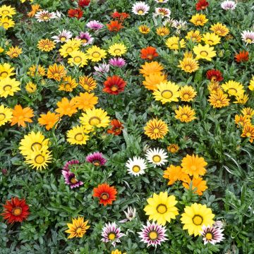 Gazania Zany F1 Mixture (zaad) - Middaggoud