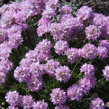 Armeria juniperifolia - Engels gras