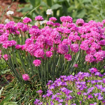 Armeria maritima Vesuvius - Engels gras