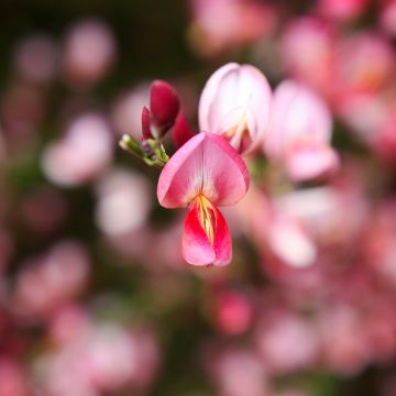 Cytisus praecox Hollandia - Brem