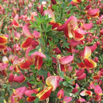 Cytisus Maria Burkwood - Brem