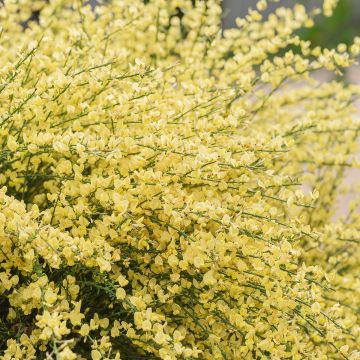 Cytisus praecox - Brem