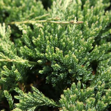 Juniperus horizontalis Prince Of Wales - Kruipende jeneverbes
