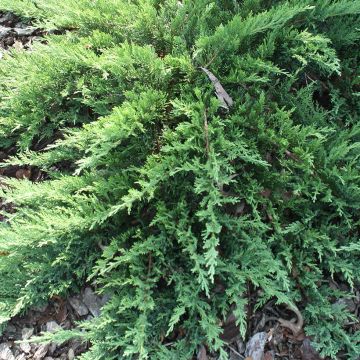 Juniperus sabina Tam No Blight - Savin-jeneverbes