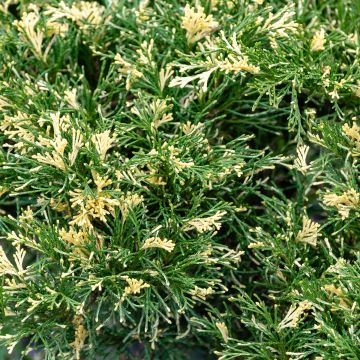 Juniperus sabina Variegata - Savin-jeneverbes