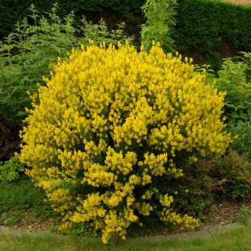 Genista tinctoria - Verfbrem