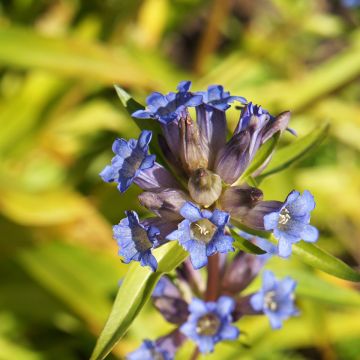 Gentiana dahurica - Siberische gentiaan