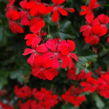 Pelargonium Roi des Balcons Imperial Red - Hanggeranium