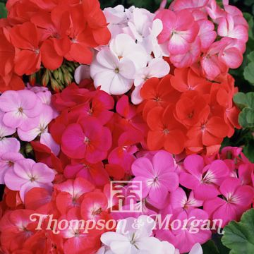 Pelargonium Border Supreme F2 Hybrid (zaad) - Perkgeranium