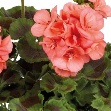 Pelargonium Galaxy Salmon