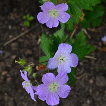 Geranium maculatum Vickie Lynn - Gevlekte ooievaarsbek
