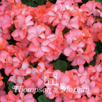 Pelargonium Horizon Pink Ice F1 Hybrid (zaad) - Zonale geranium