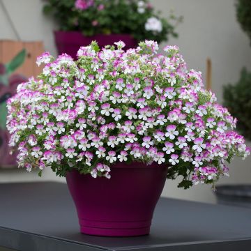 Pelargonium Mosquitaway Louise - Citroengeranium