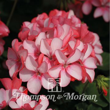 Pelargonium Horizon Pink Meteor F1 (zaad) - Zonale geranium