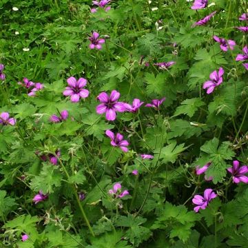 Geranium Sue Crûg - Ooievaarsbek