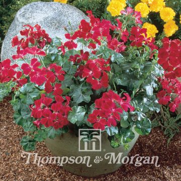 Pelargonium peltatum Summer Showers Burgundy (zaad) - Hanggeranium