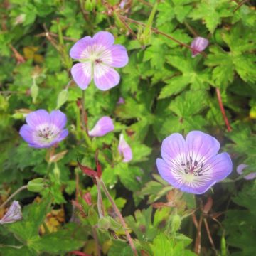 Geranium wallichianum Sweet Heidi - Ooievaarsbek
