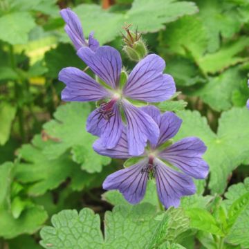 Geranium Terre Franche - Ooievaarsbek