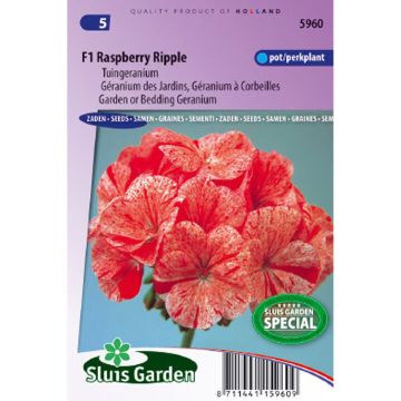 Pelargonium F1 Raspberry Ripple (zaad) - Zonale geranium