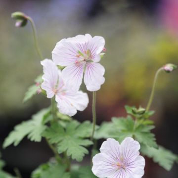 Geranium himalayense Derrick Cook - Ooievaarsbek
