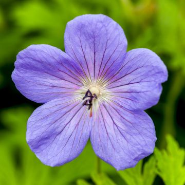 Geranium himalayense Irish Blue - Ooievaarsbek