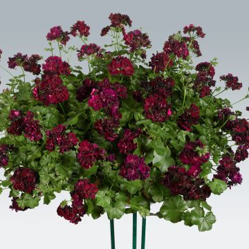 Pelargonium peltatum Tommy - Hanggeranium dubbel