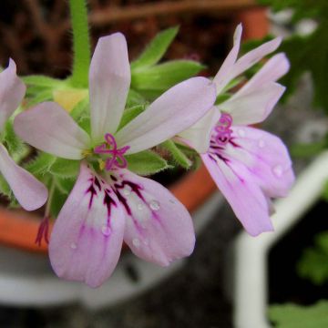 Pelargonium capitatum - Geurgeranium