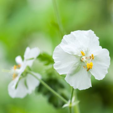 Geranium phaeum Album - Donkere ooievaarsbek