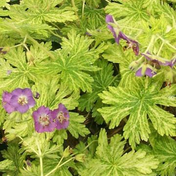 Geranium phaeum Margaret Wilson - Donkere ooievaarsbek