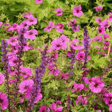 Geranium psilostemon Eva - Armeense ooievaarsbek