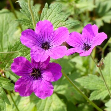 Geranium psilostemon Red Admiral - Armeense ooievaarsbek