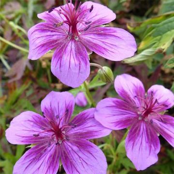 Geranium soboliferum Starman - Ooievaarsbek