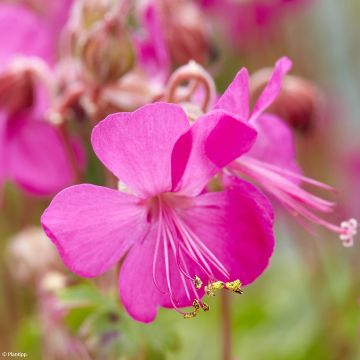 Geranium cantabrigiense Intense - Ooievaarsbek Intense