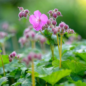 Geranium cantabrigiense Karmina - Ooievaarsbek
