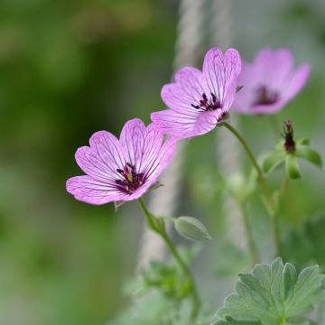 Geranium cinereum Ballerina - Ooievaarsbek