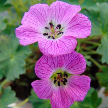 Geranium cinereum Jolly Jewel Hot Pink - Ooievaarsbek