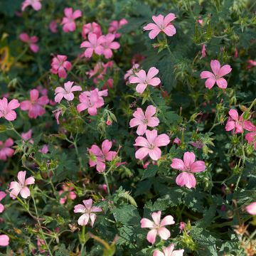 Geranium endressii - Ooievaarsbek