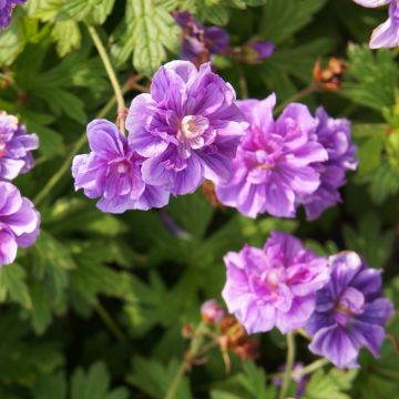 Geranium himalayense Plenum - Ooievaarsbek