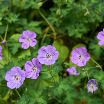 Geranium himalayense - Ooievaarsbek