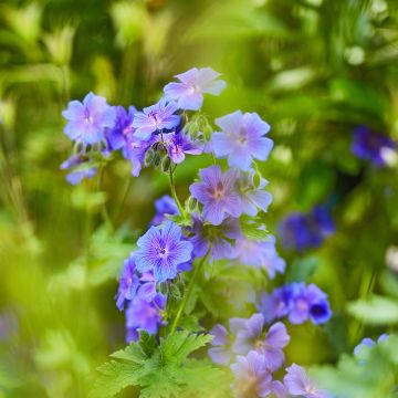Geranium ibericum - Ooievaarsbek