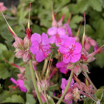 Geranium macrorrhizum Ingwersens Variety - Rotsooievaarsbek
