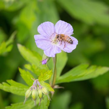 Geranium maculatum - Gevlekte ooievaarsbek