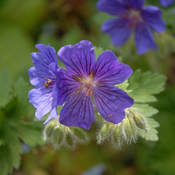 Geranium magnificum Rosemoor - Ooievaarsbek