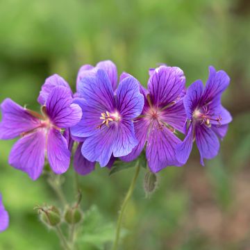 Geranium magnificum - Ooievaarsbek